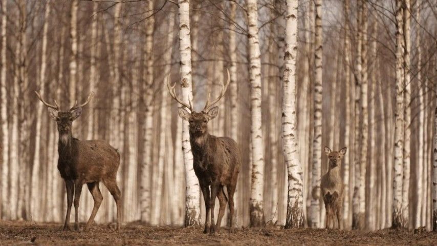```html <img src="https://www.tvoya-votchina.ru/images/village-deer-on-the-farm.jpg" alt="Олени на ферме посёлка 'Твоя Вотчина'">