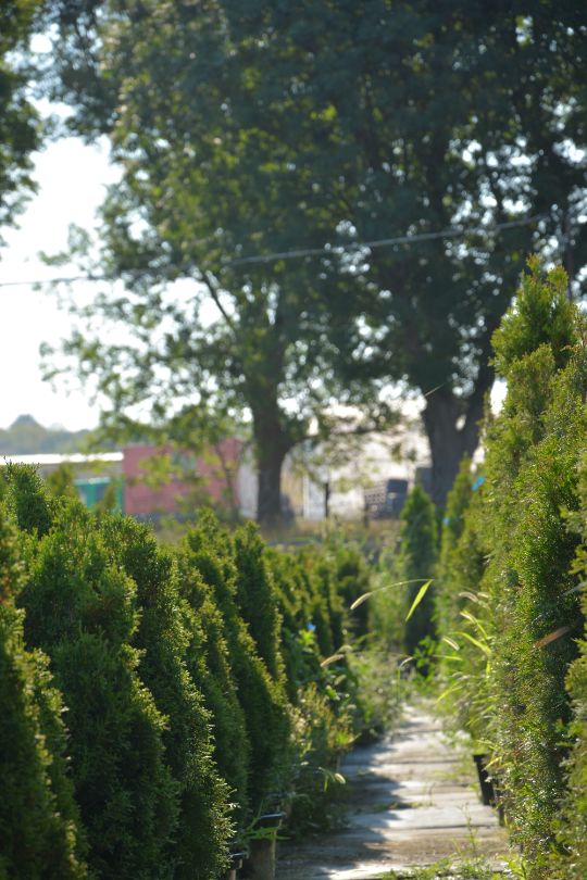 Туя смарагд