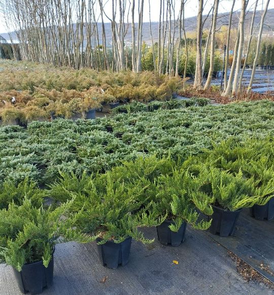 Можжевельник