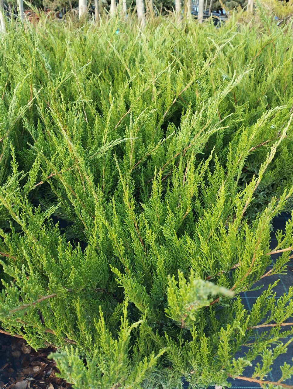 можжевельник