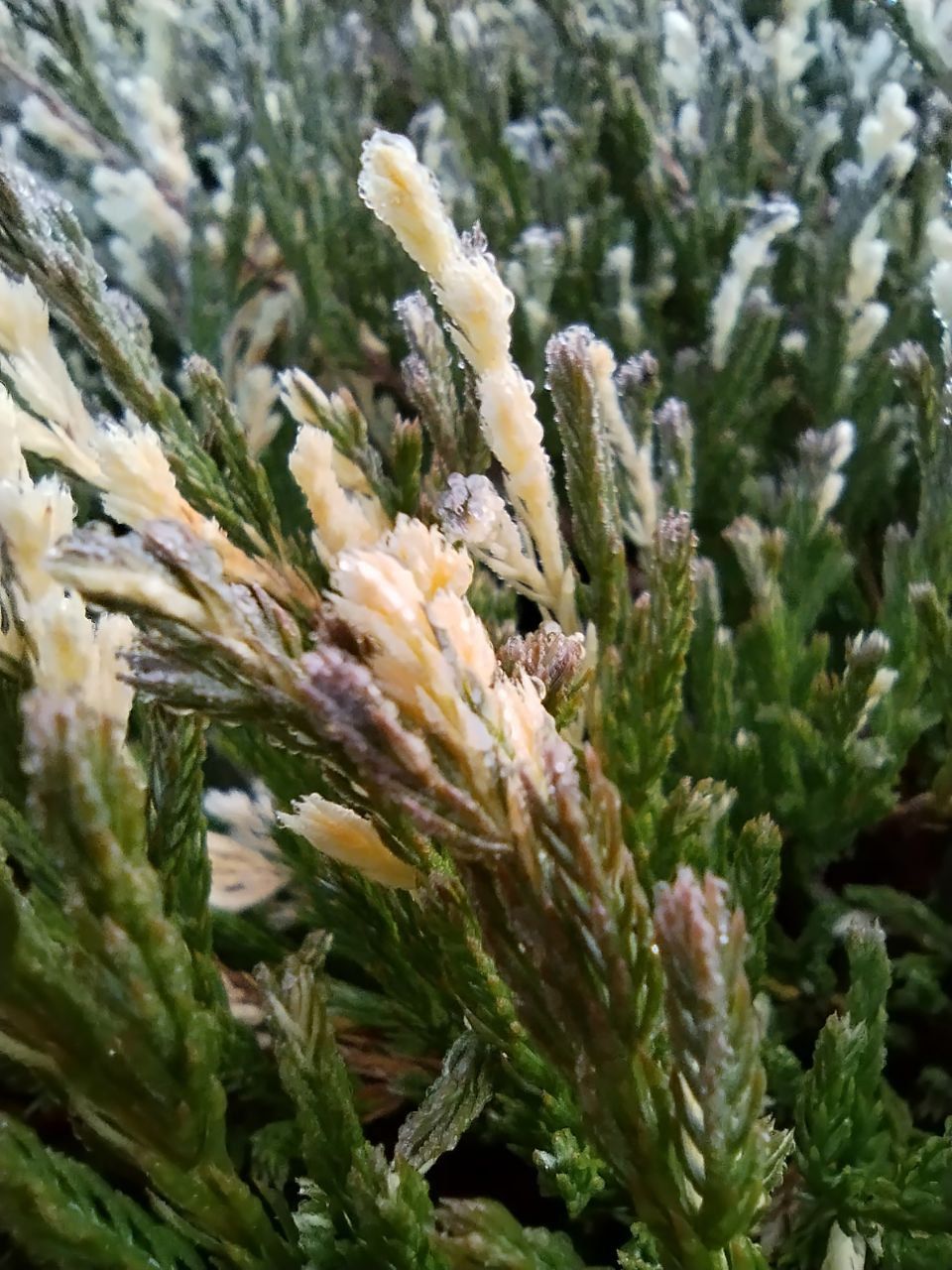 можжевельник