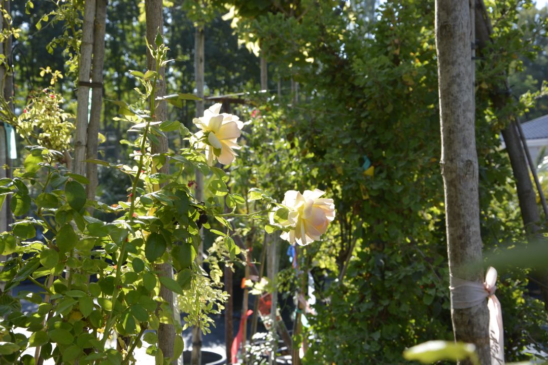 чайная роза