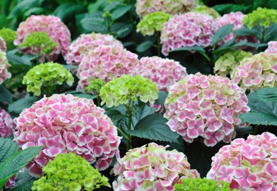 Гортензия крупнолистная