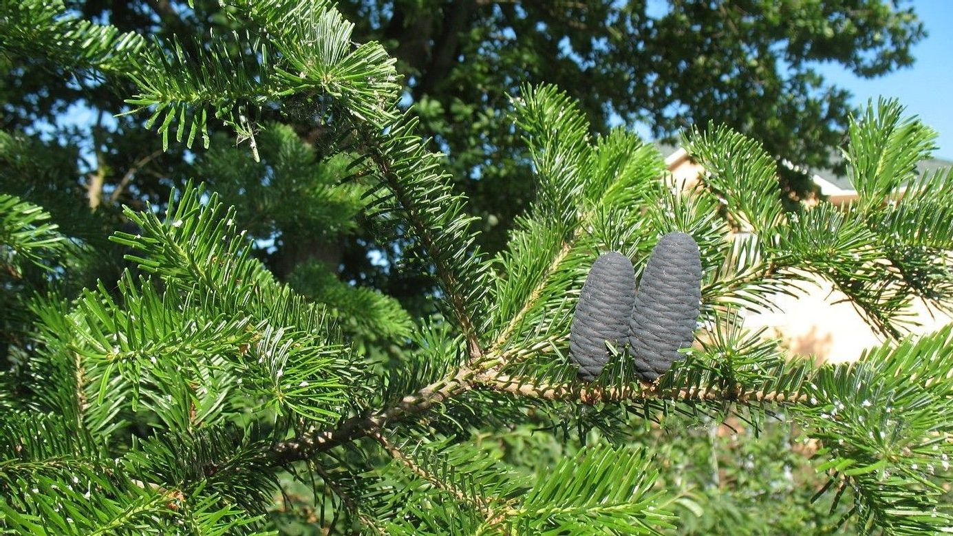 Пихта европейская (Abies alba)