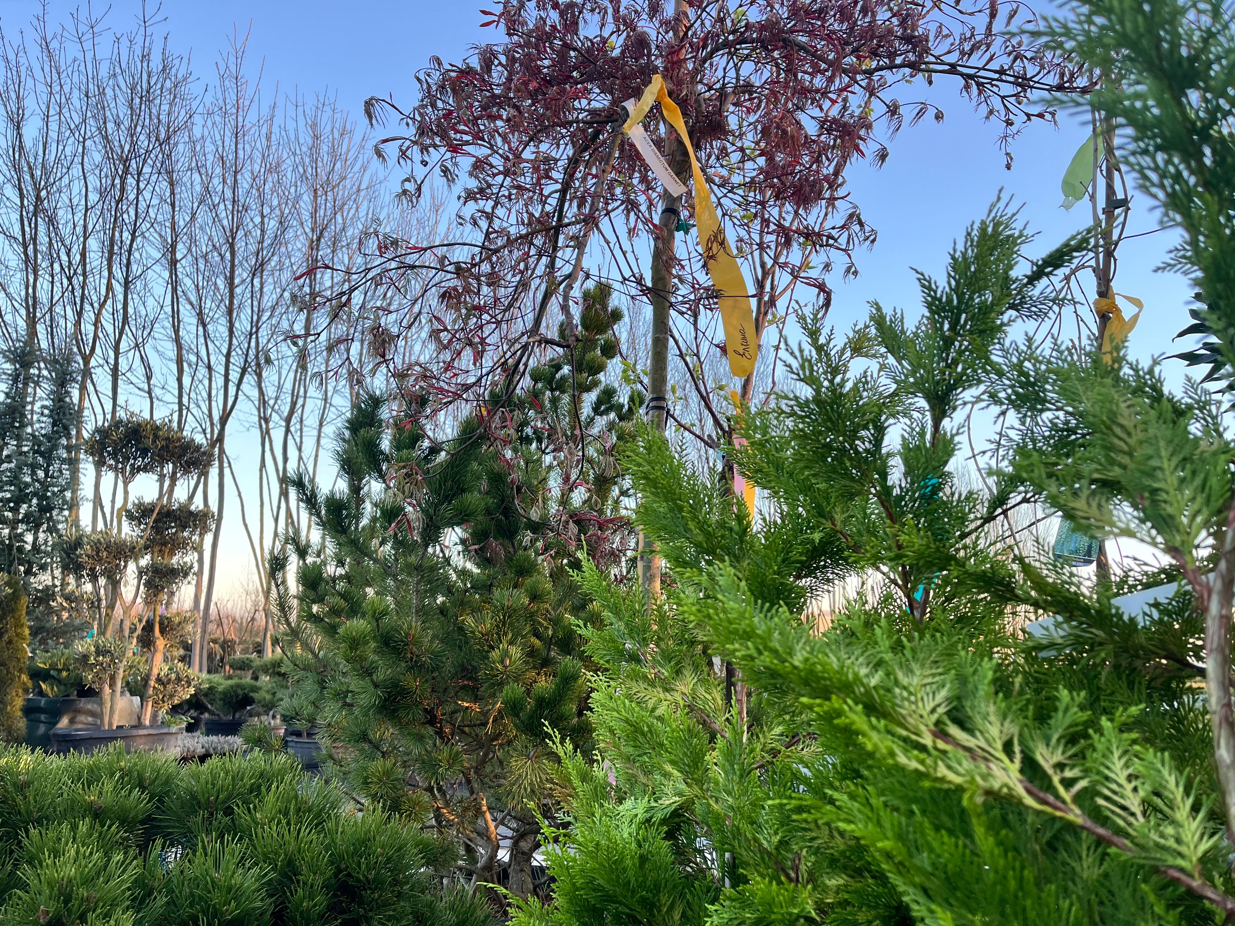 Фото галерея Питомника декоративных растений "Краснолесье"