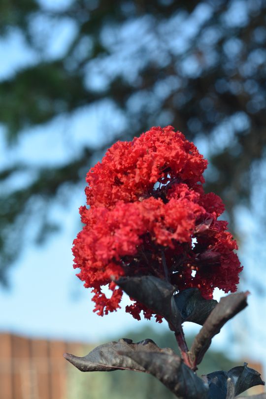 лагерстремия