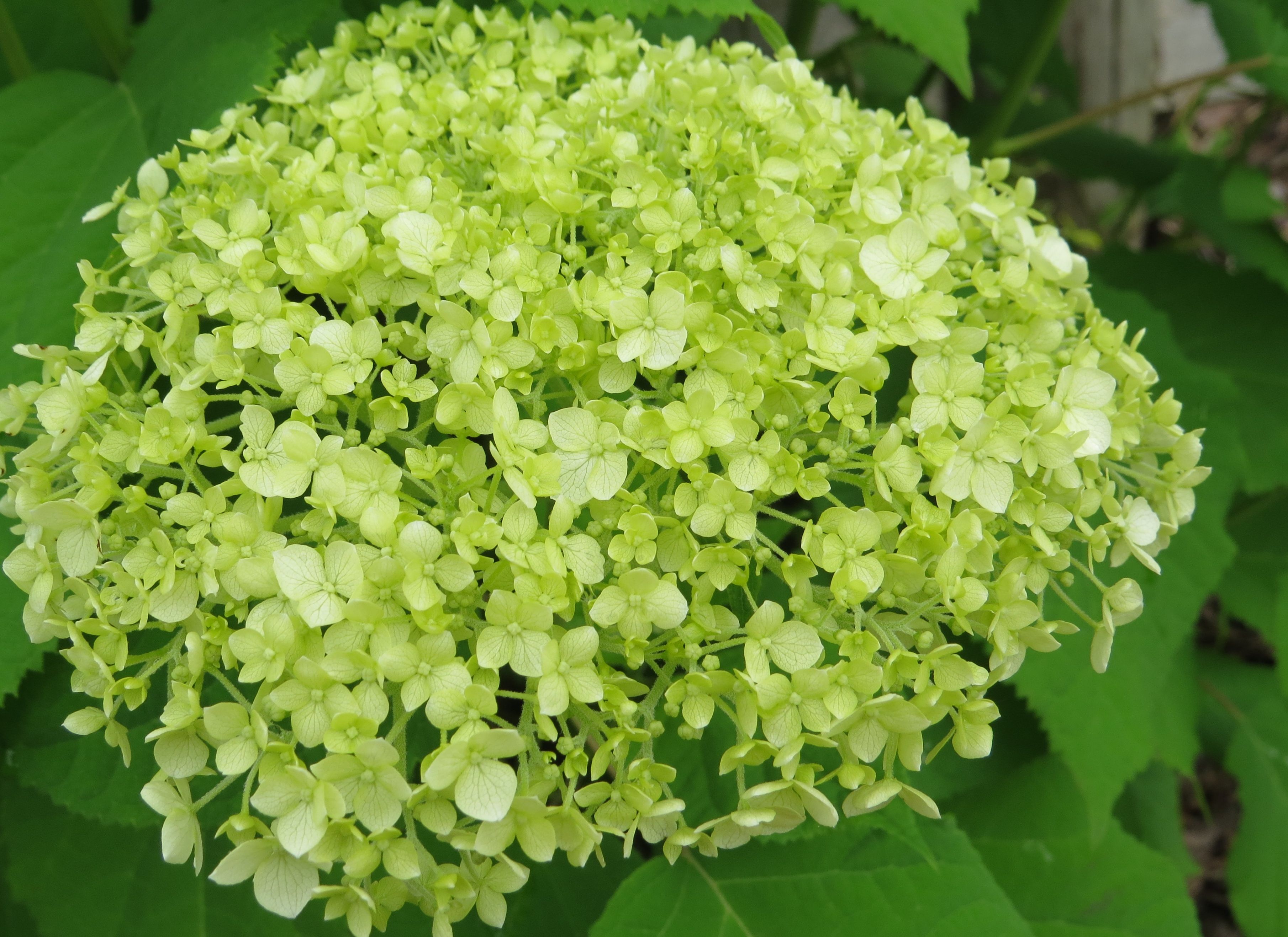 Гортензия древовидная