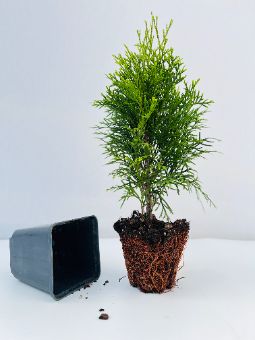 туя смарагд