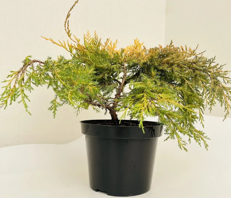 Можжевельник "Кинг оф спринг"