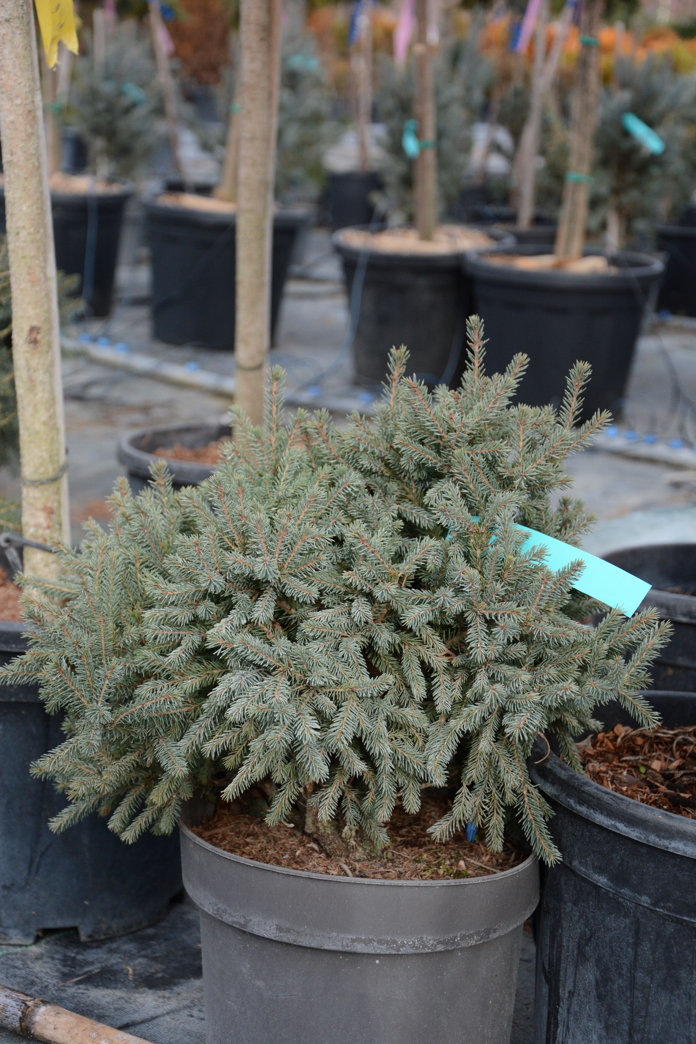 Ель канадская Эхиниформис 