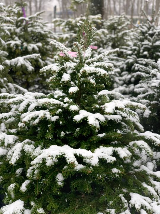 пихта зимой