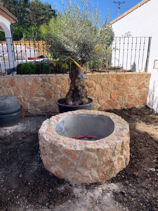 пересадка оливы