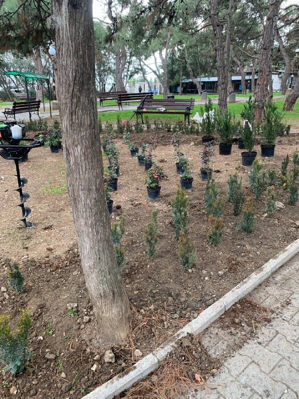 высадка кустарников