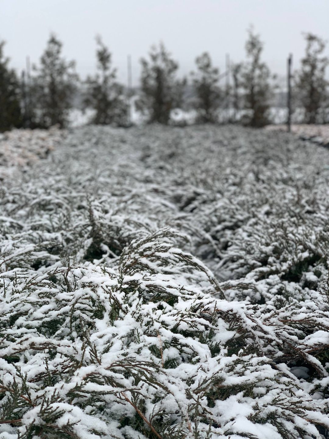 можжевельник зимой