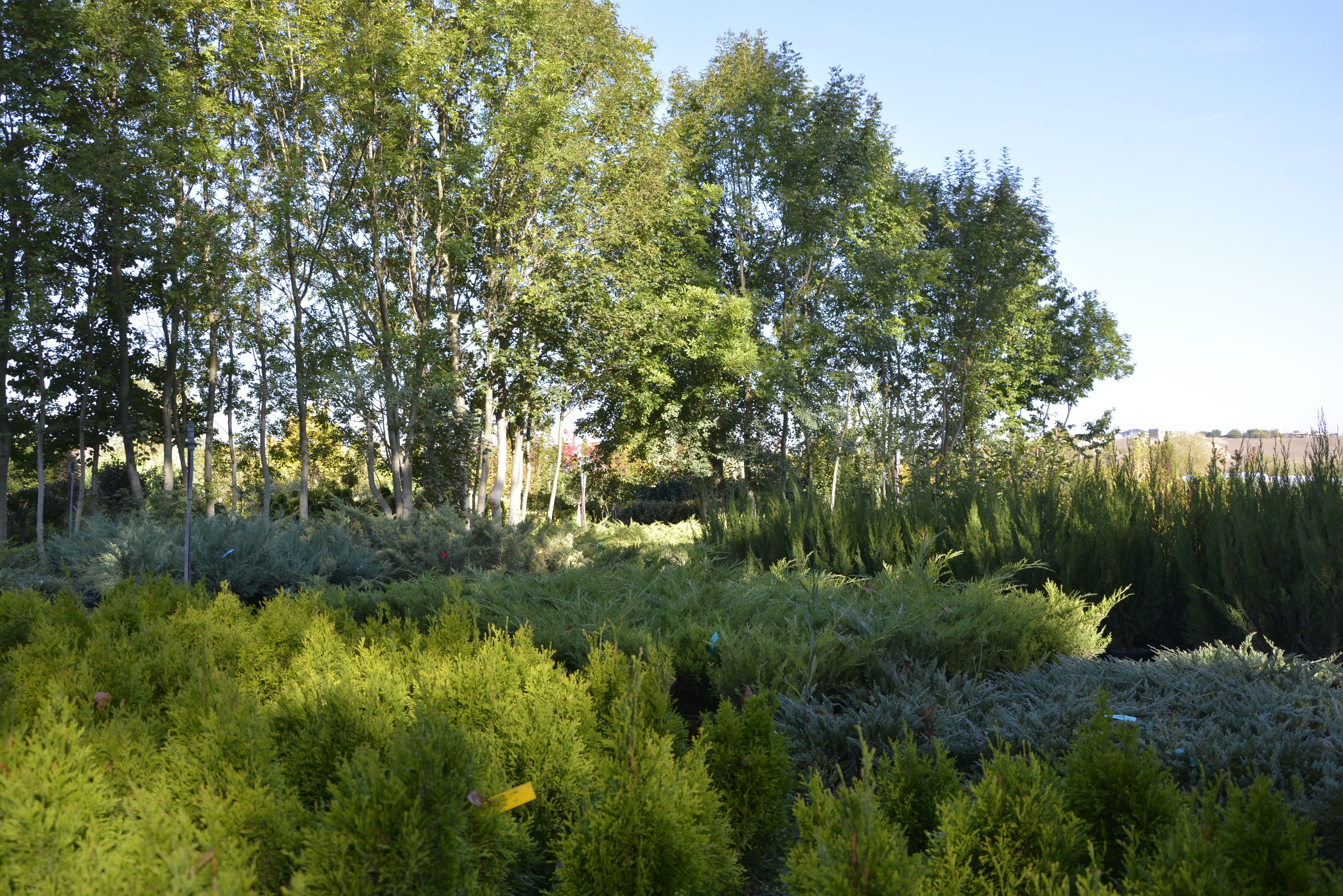 Фото галерея Питомника декоративных растений "Краснолесье"