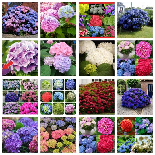 гортензия древовидная