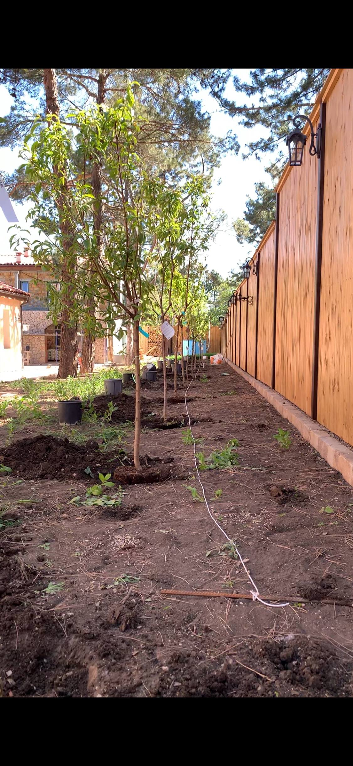 саженцы деревьев