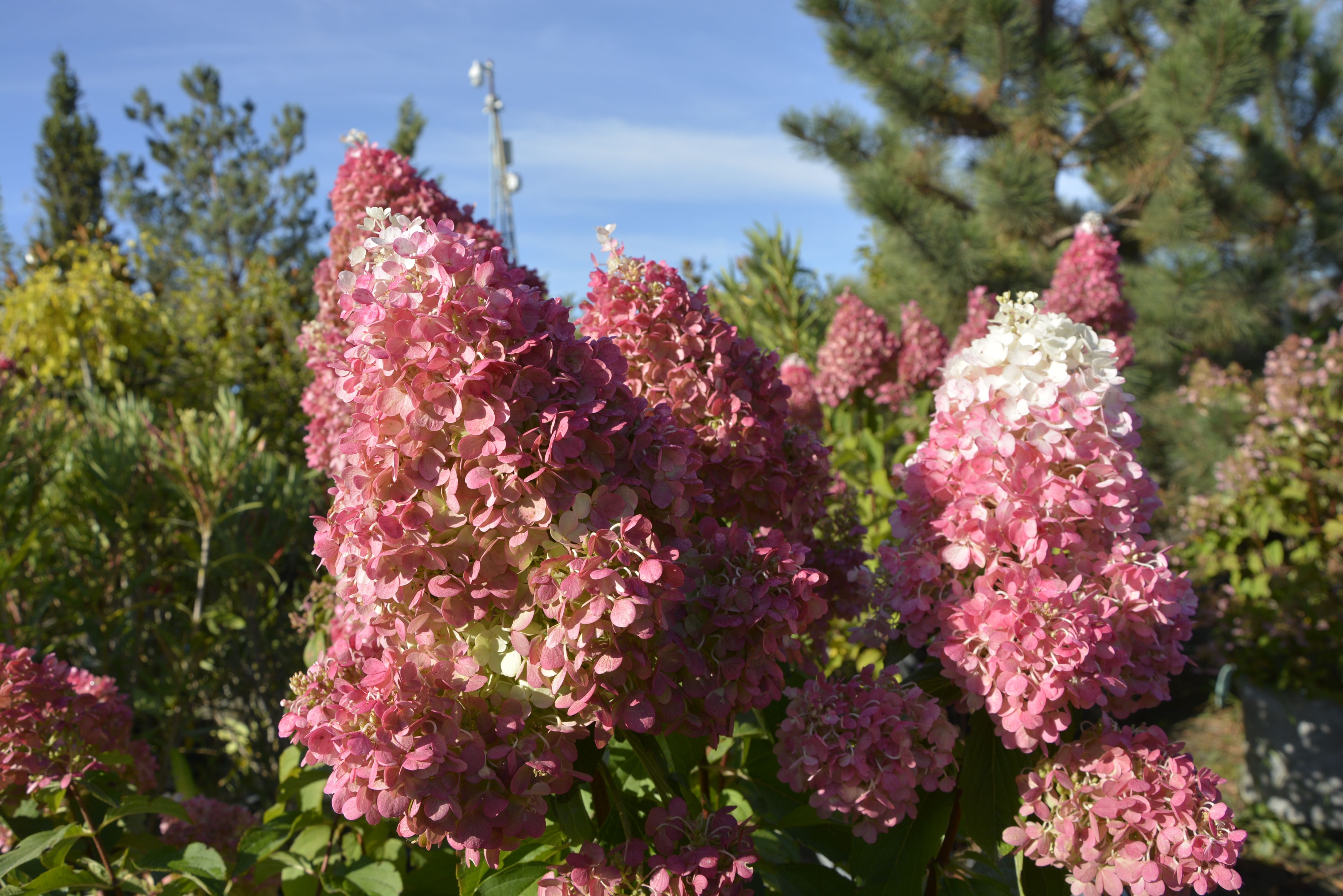 Гортензия метельчатая