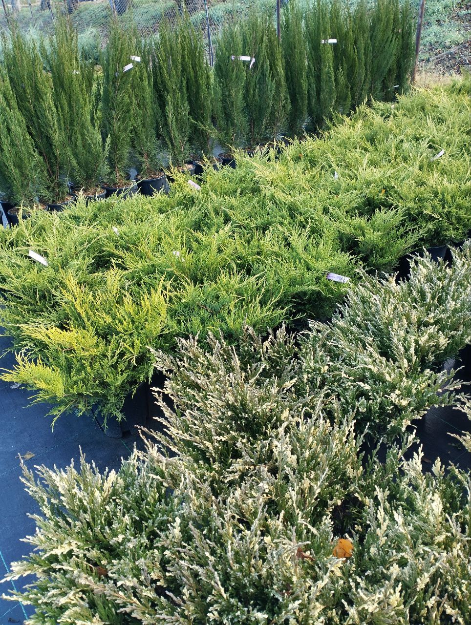 можжевельник