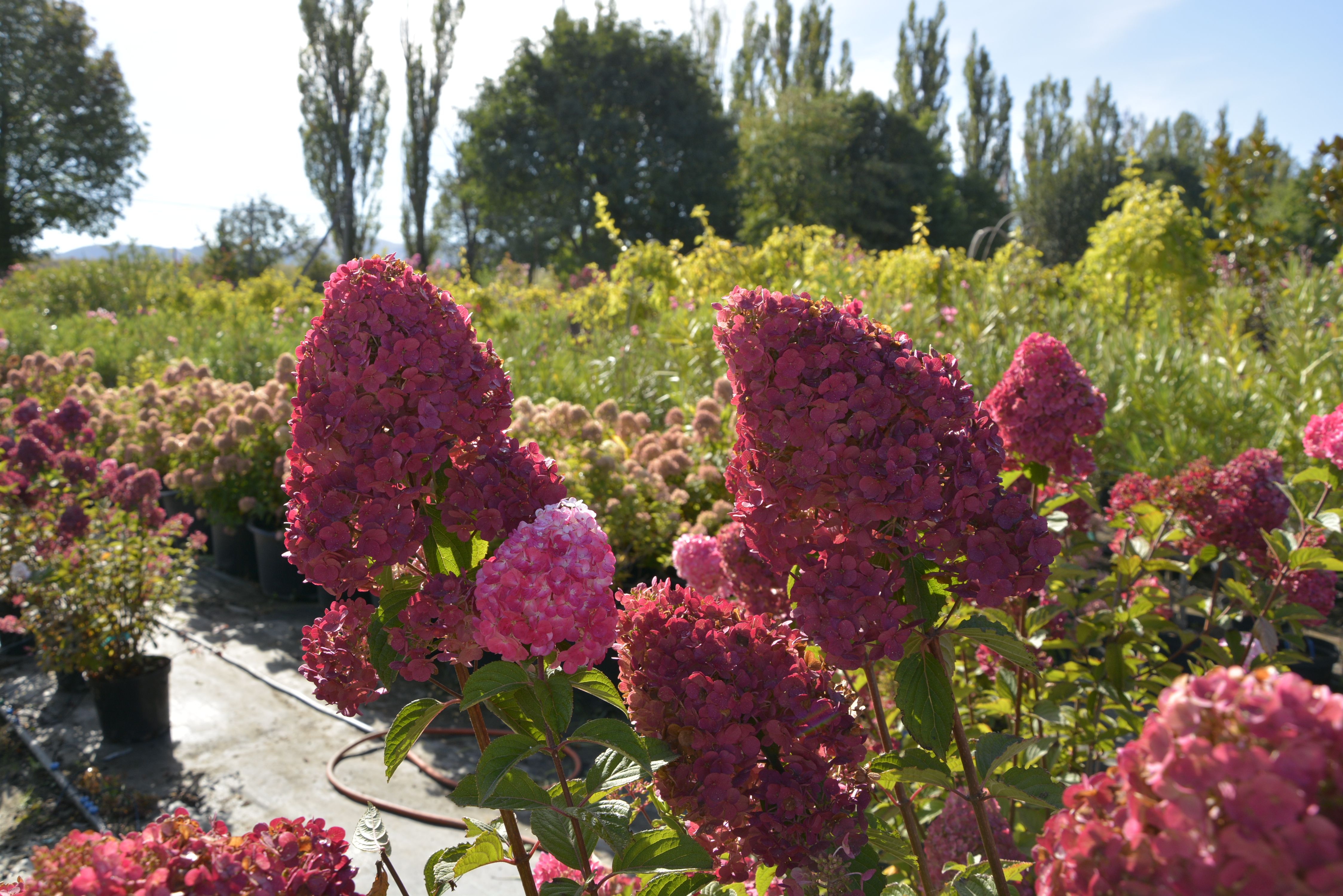 Гортензия метельчатая