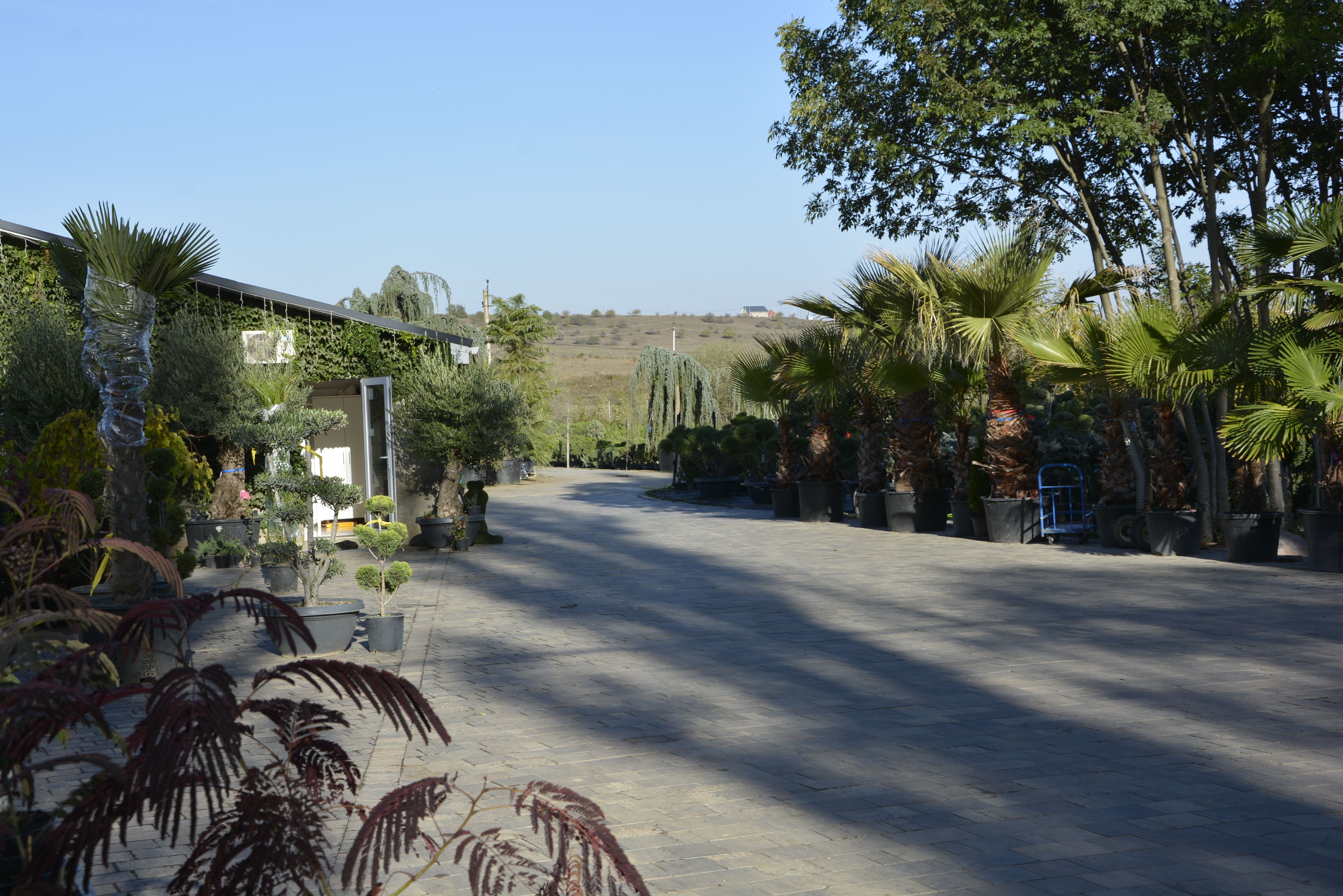 Фото галерея Питомника декоративных растений "Краснолесье"