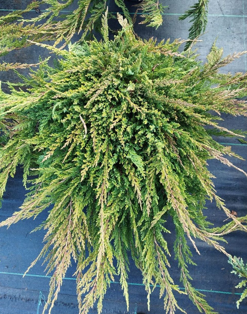 можжевельник