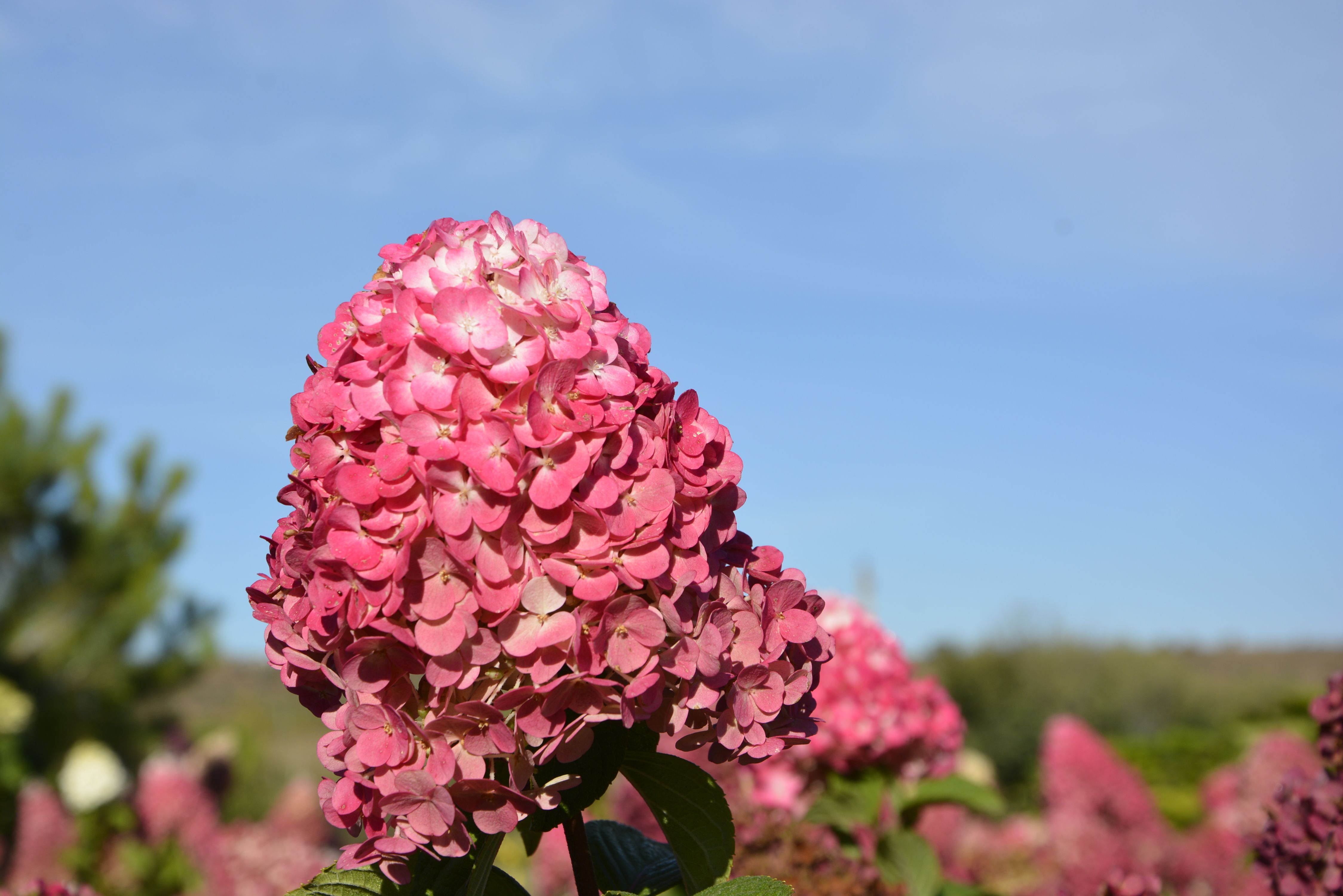 Гортензия метельчатая