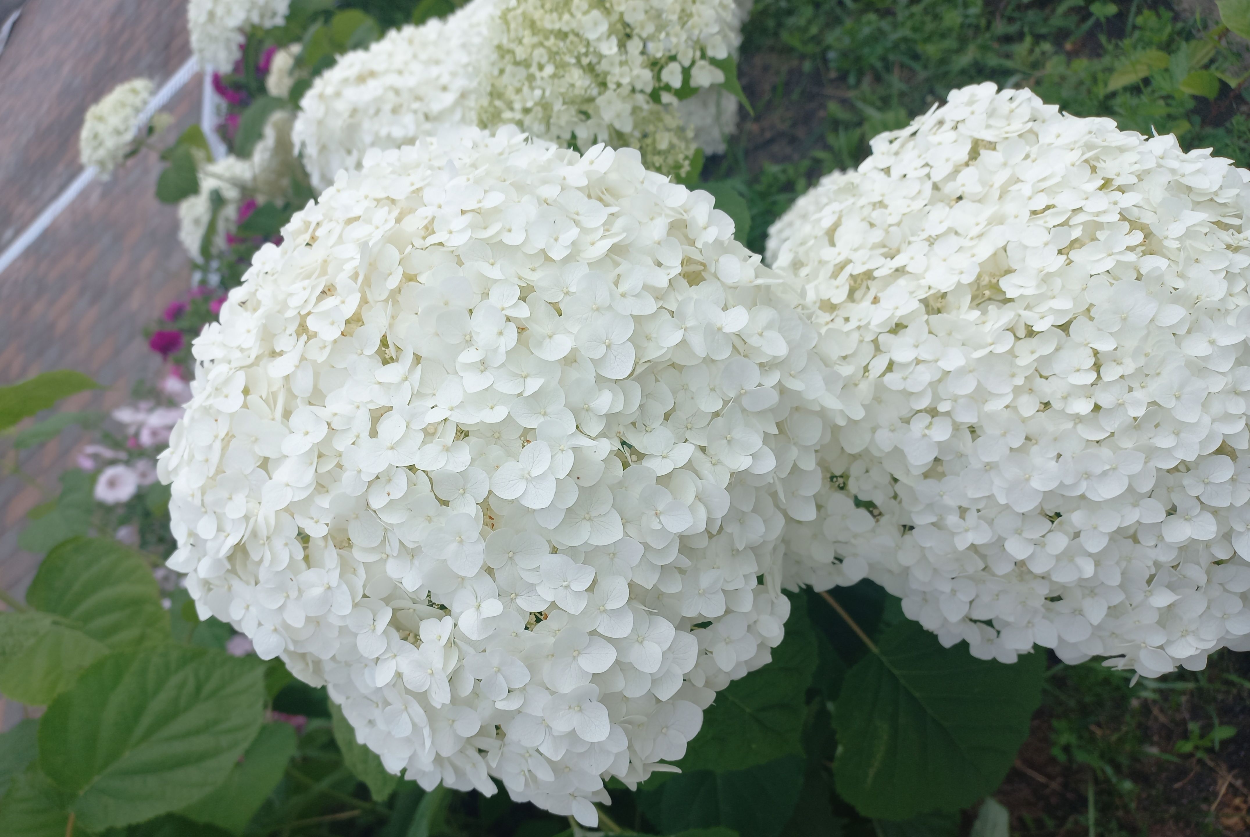 Гортензия древовидная