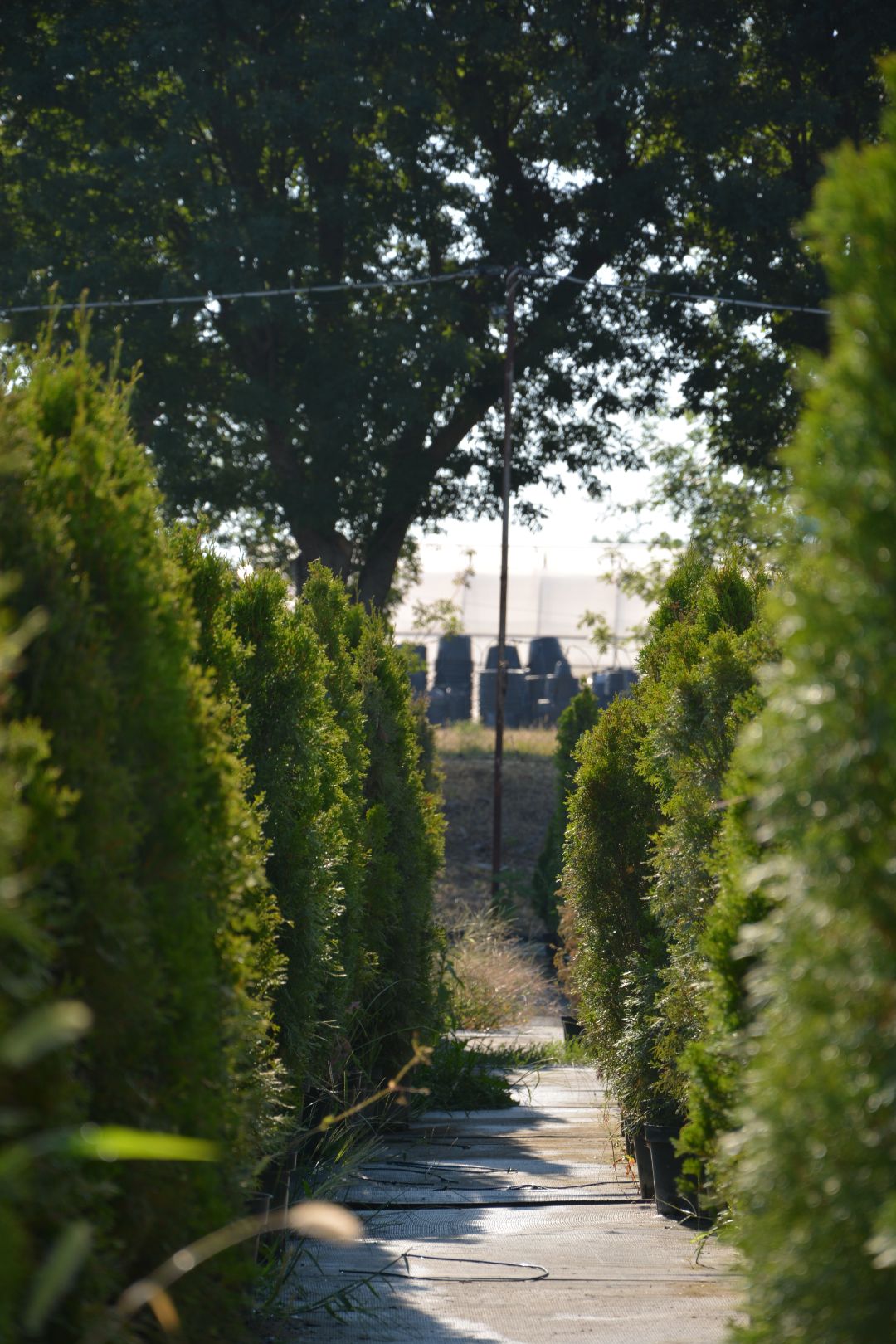 туя смарагд