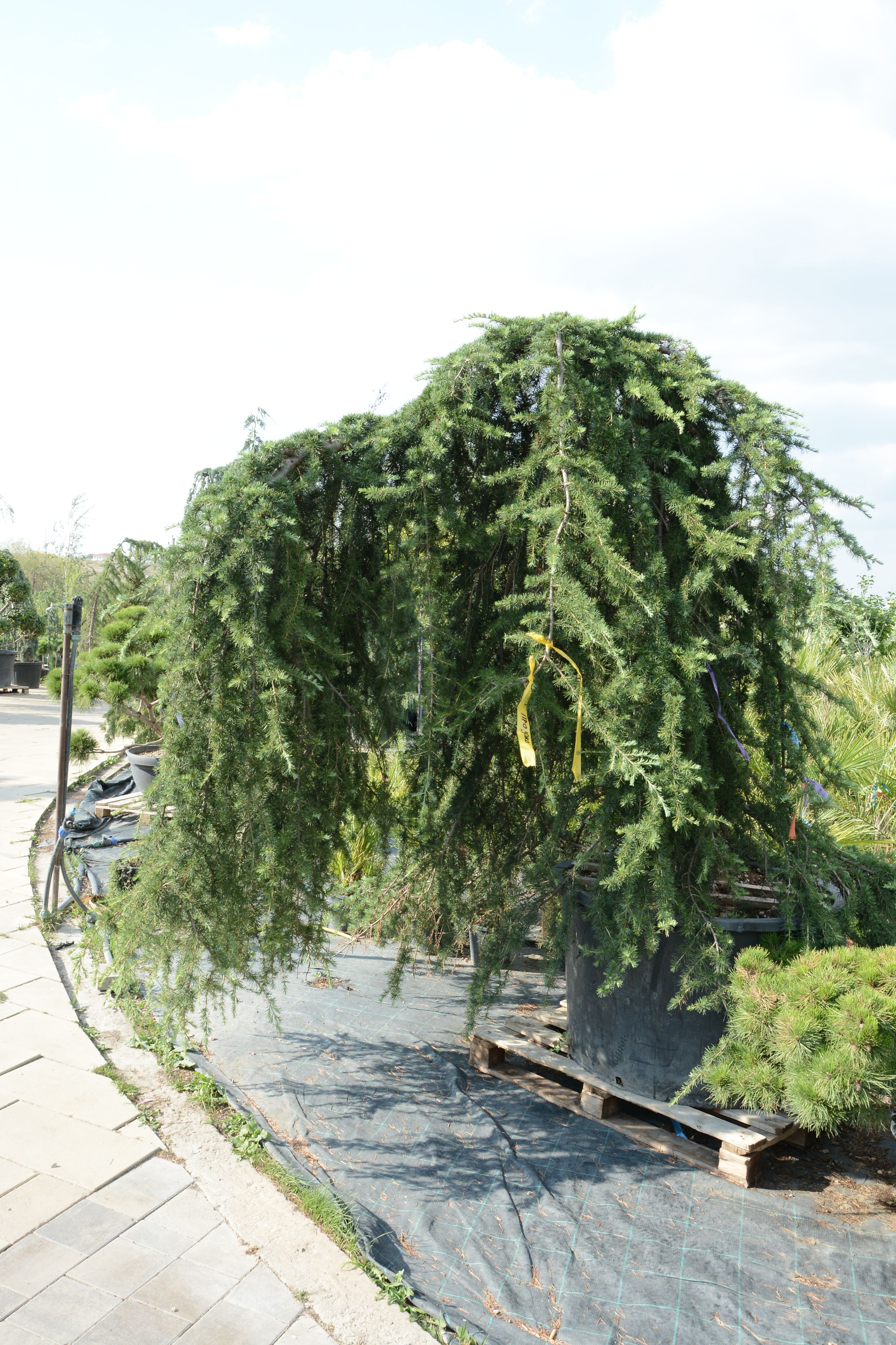 Фото кедра 15 лет