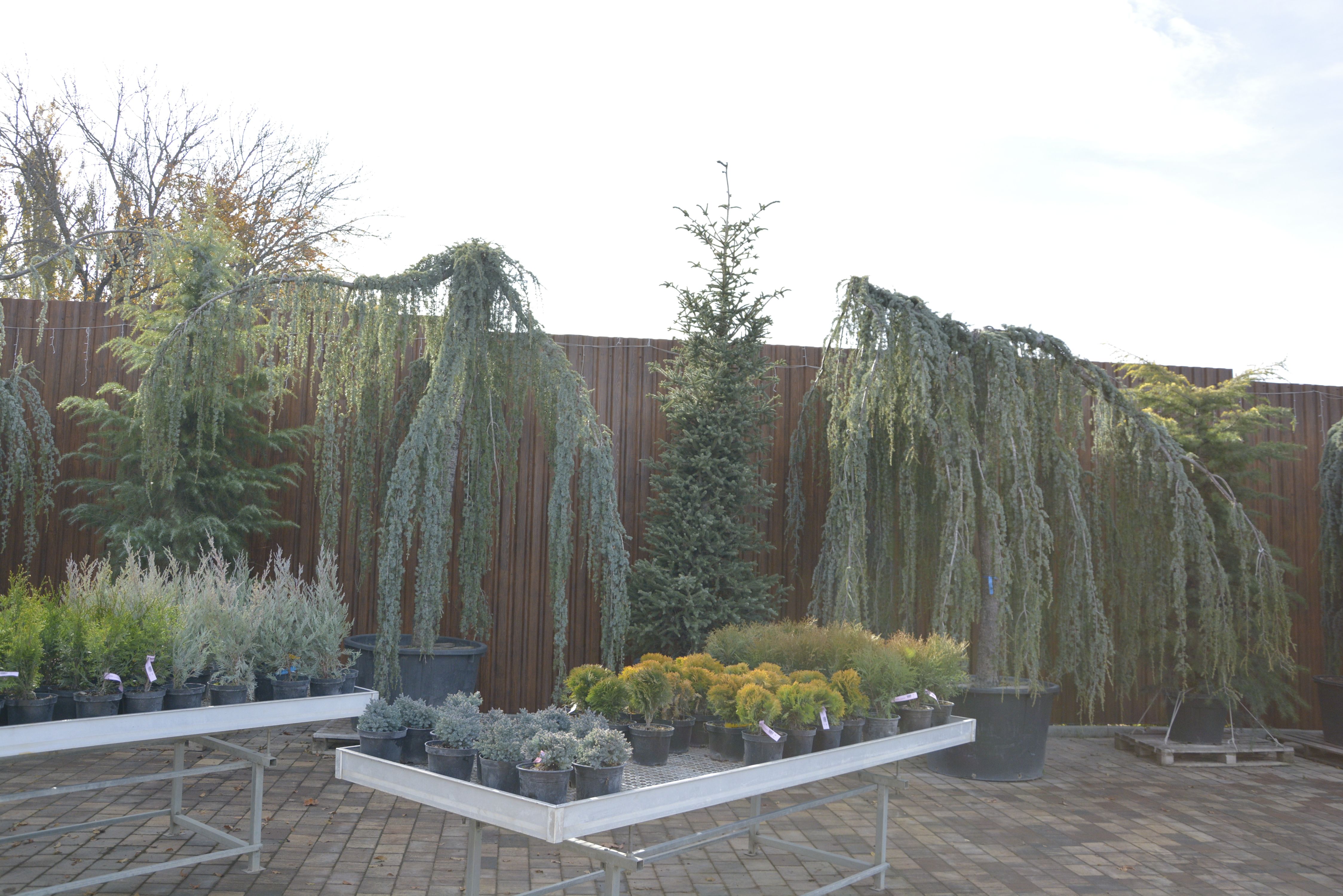 Фото кедра в питомнике "Краснолесье"