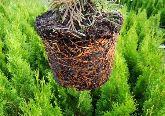 смарагд корни