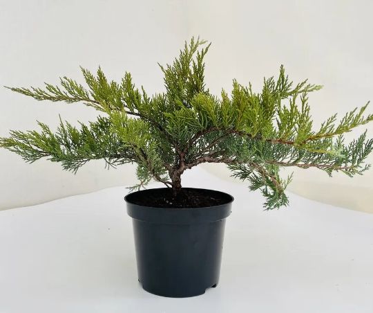 Можжевельник казацкий