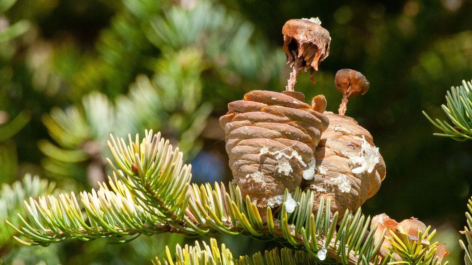Пихта маньчжурская (Abies nephrolepis)