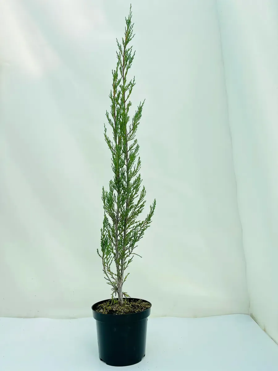 Можжевельник Скай Рокет