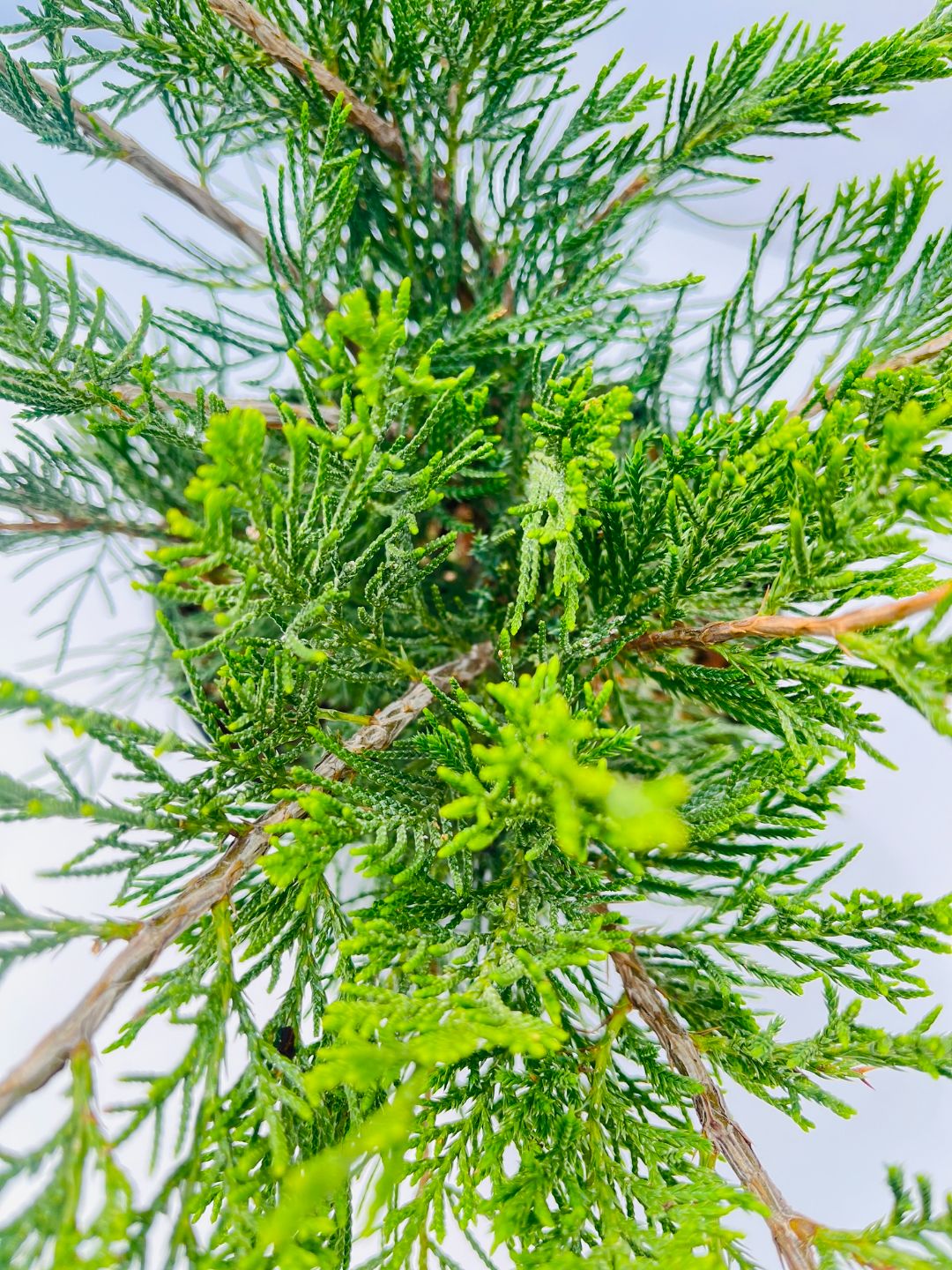 Можжевельник Минт Джулеп