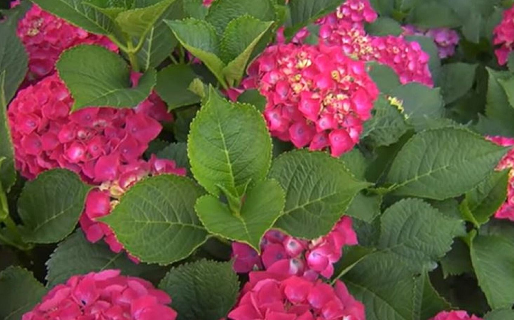 Гортензия древовидная