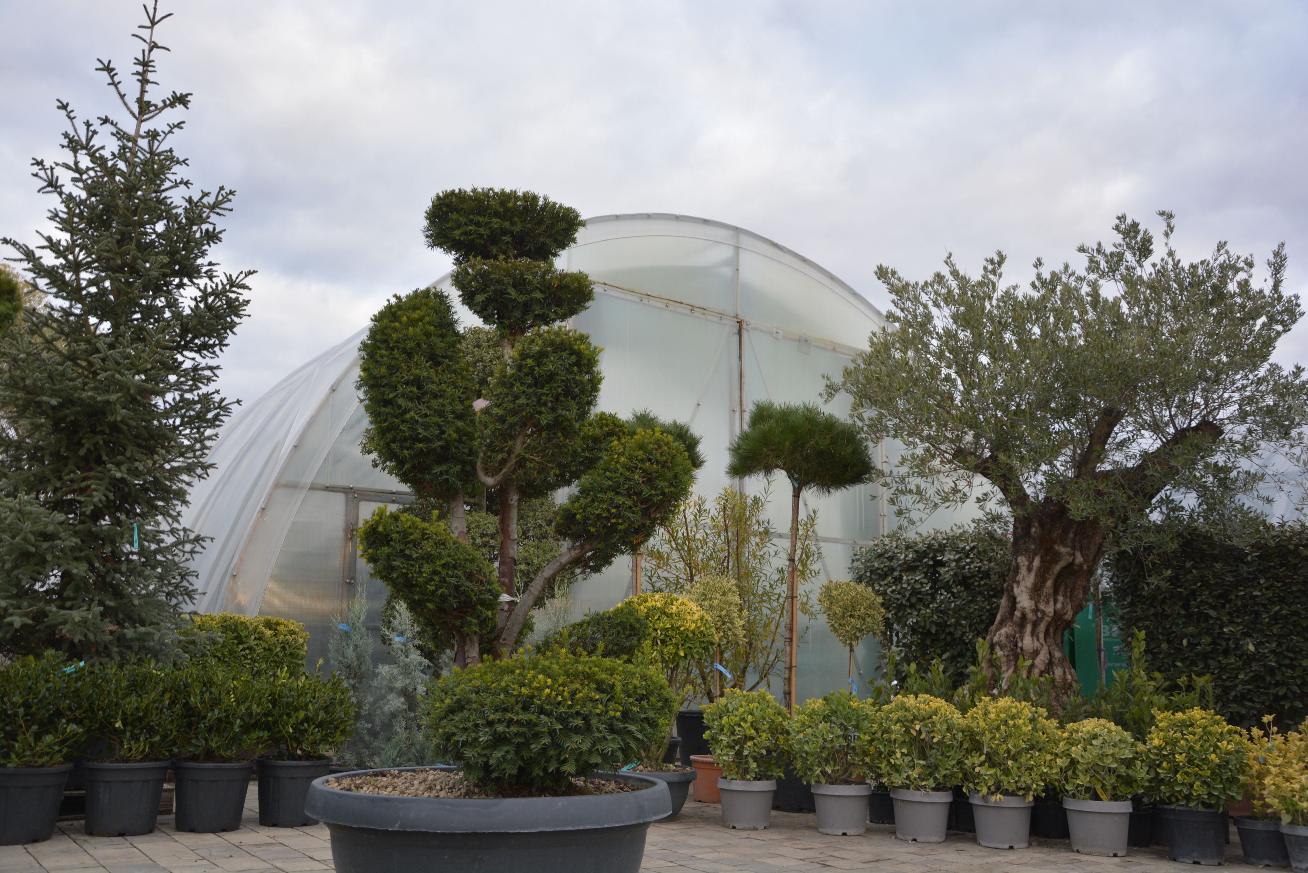 Фото Бонсай из Тиса