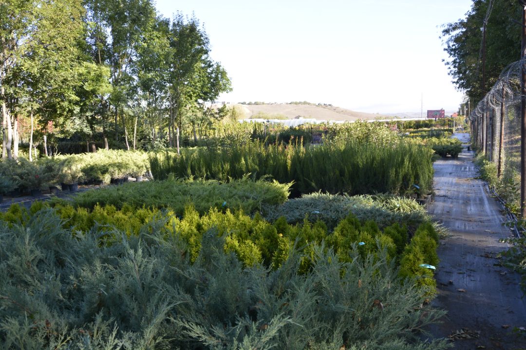 можжевельники