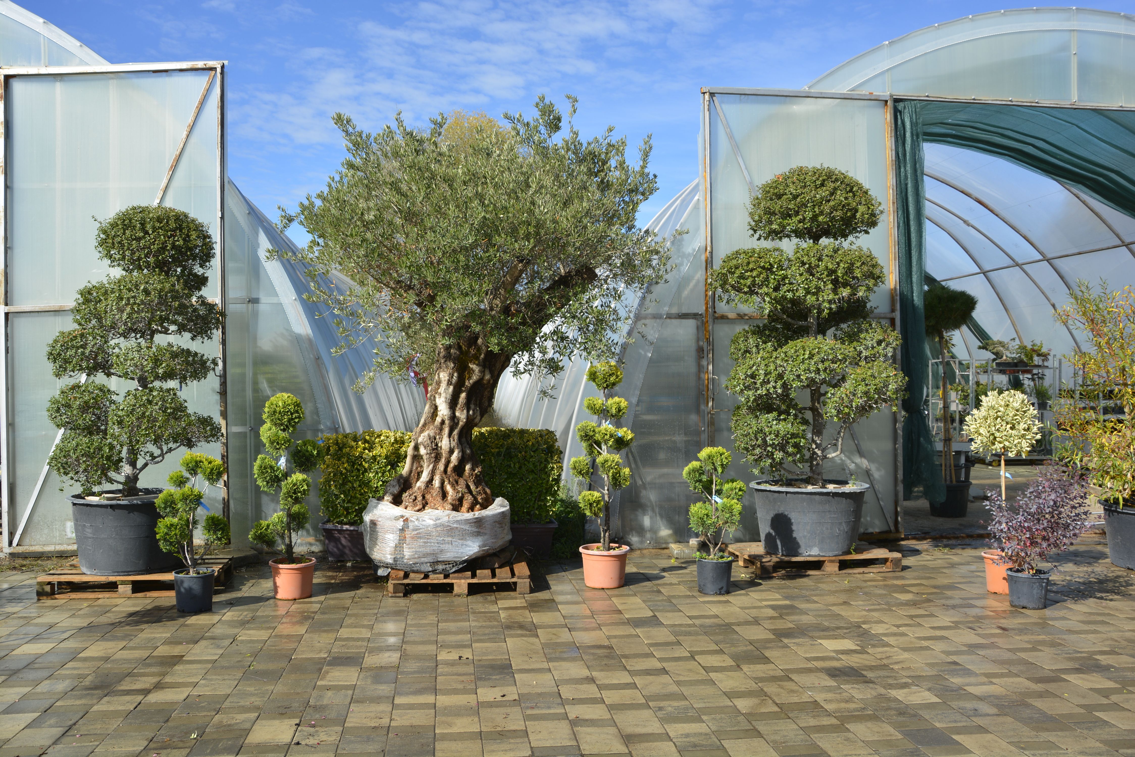 Фото галерея Питомника декоративных растений "Краснолесье"