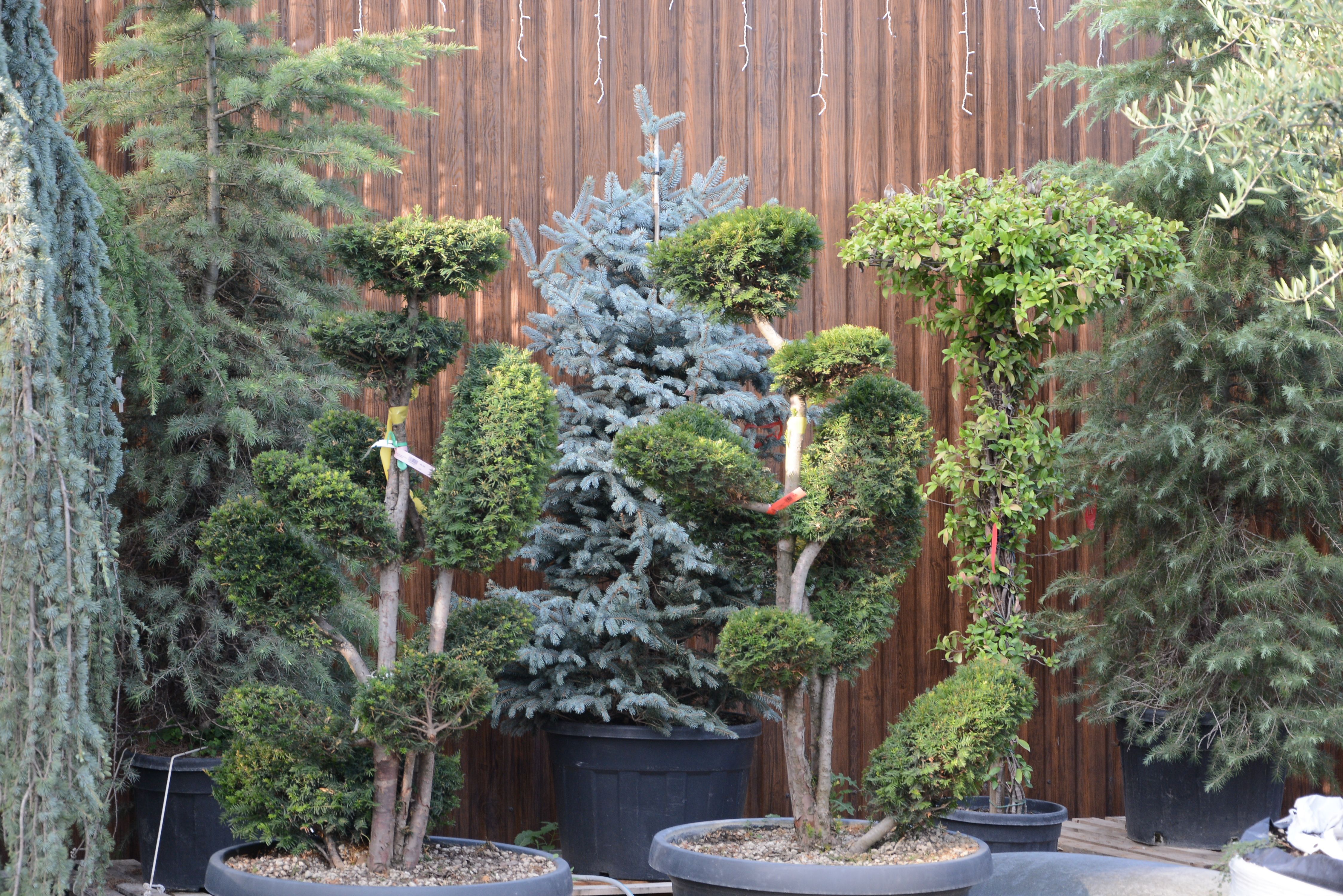 Фото галерея Питомника декоративных растений "Краснолесье"