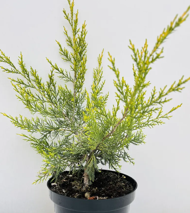 Можжевельник Куривао голд