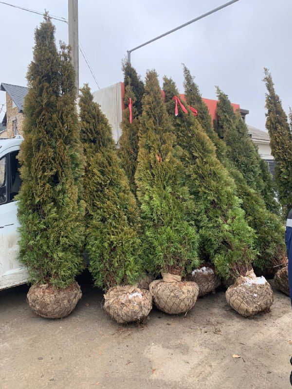 туя брабант