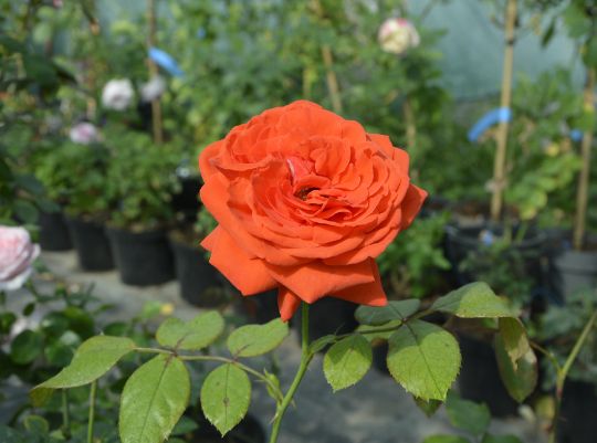 красная роза