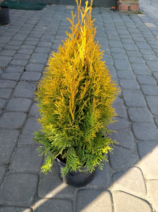 голден смарагд