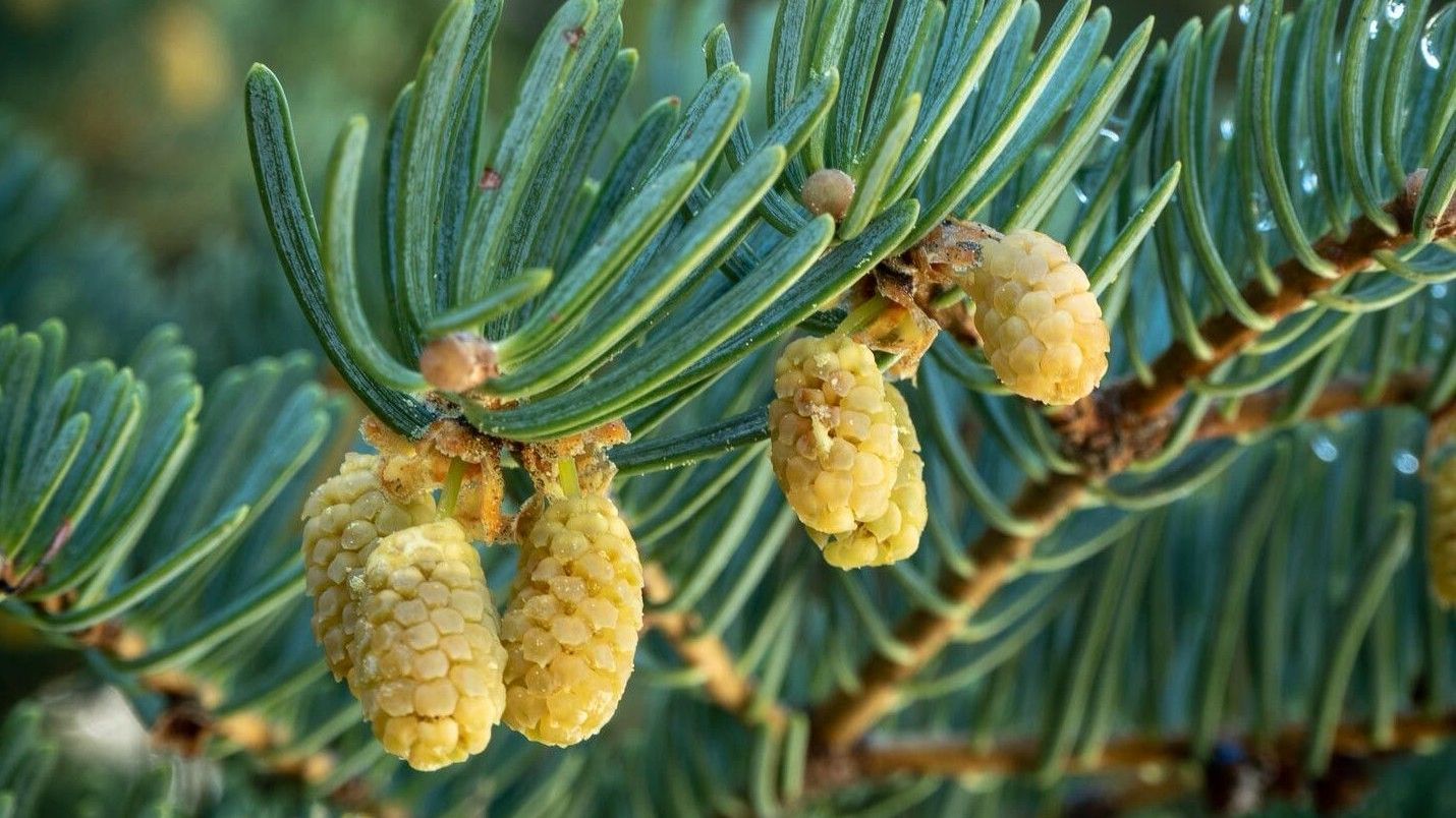 Пихта одноцветная (Abies concolor)