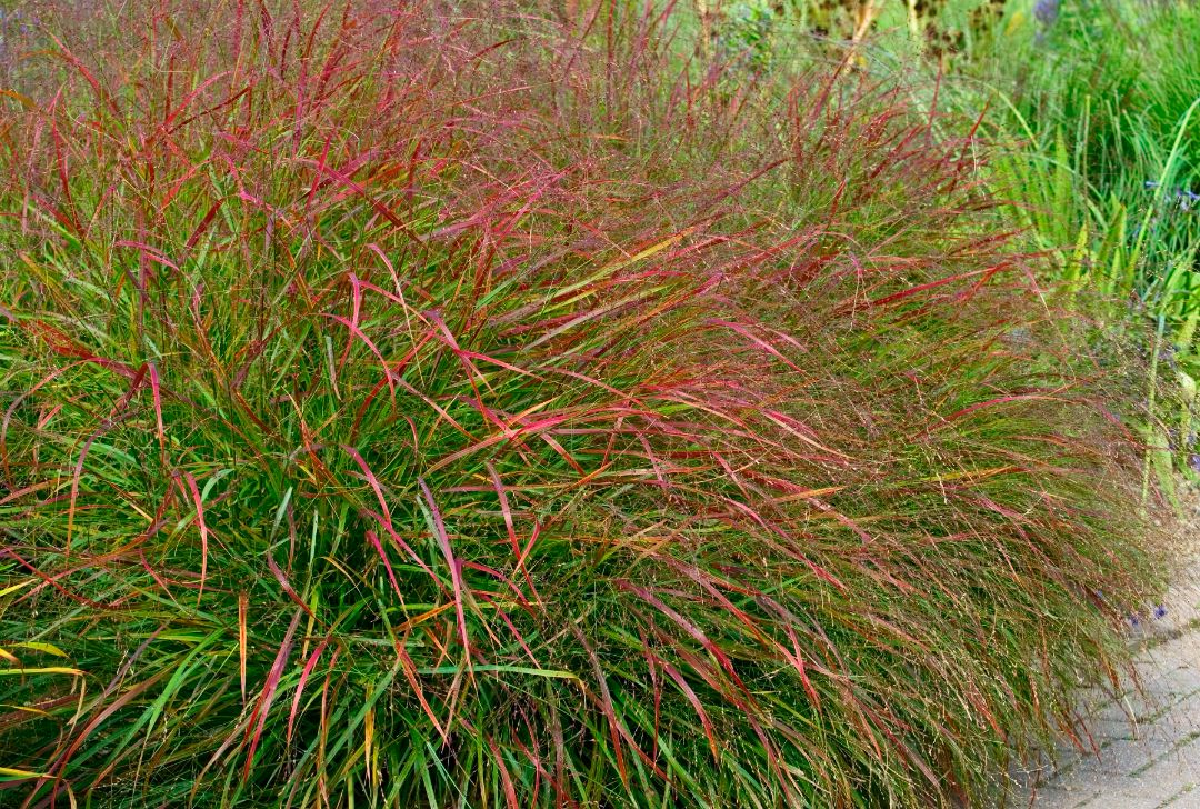 просо прутьевидное