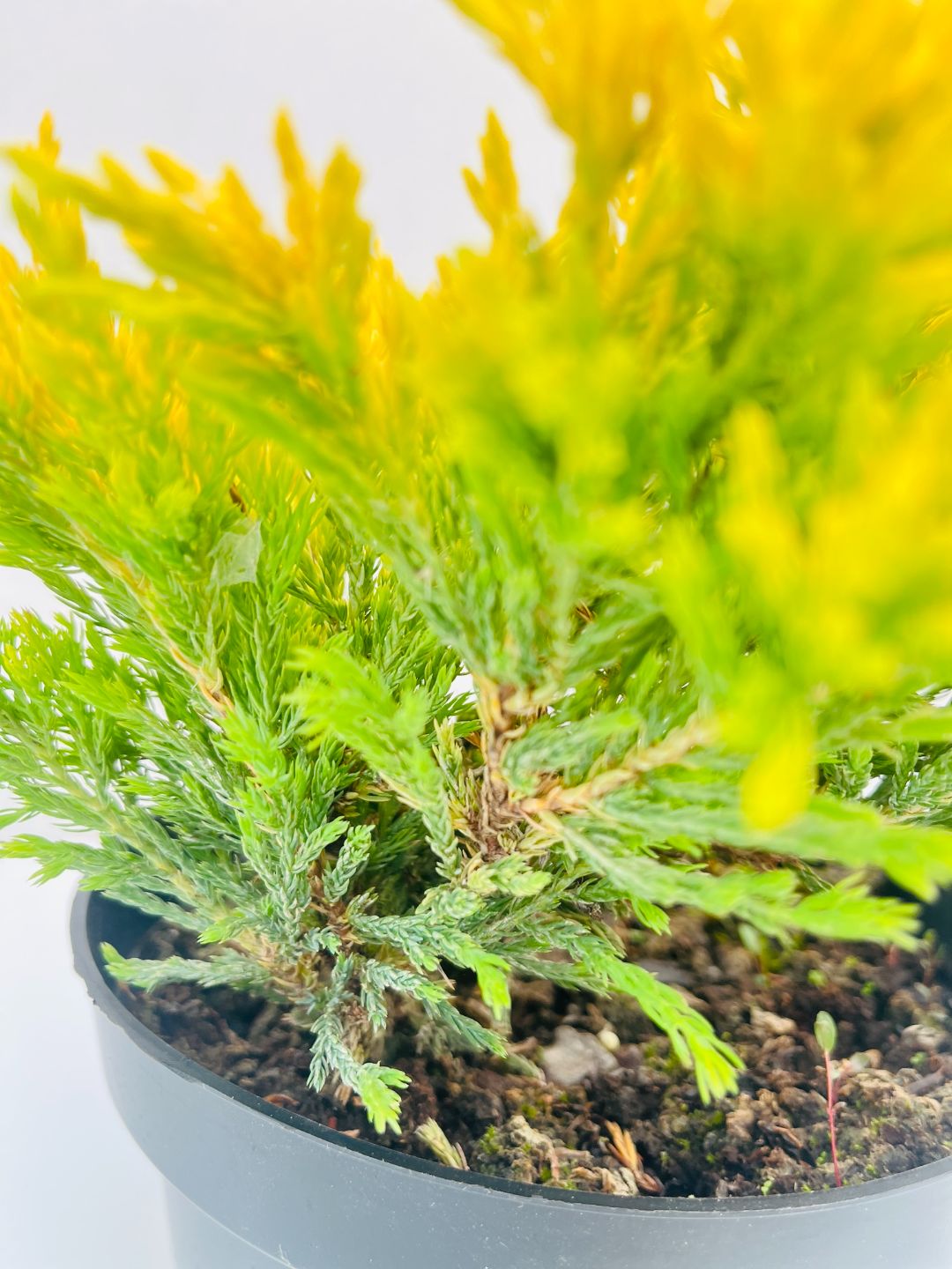 Можжевельник Лайм Глоу