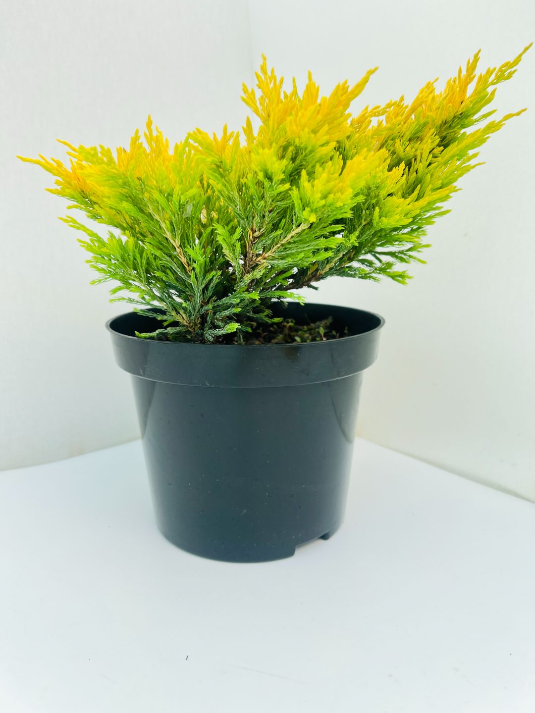 Можжевельник Лайм Глоу