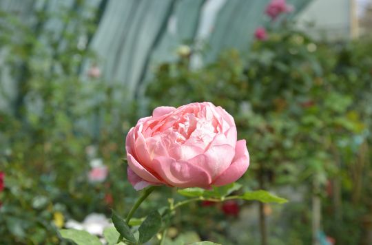 пионовидная роза